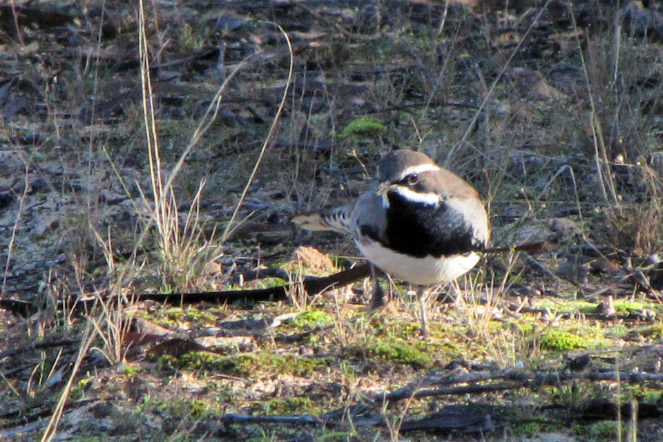 Chestnut Quail-thrush (Cinclosoma castanotum)